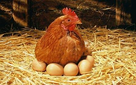 Hen-sitting-on-eggs.jpg