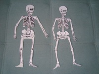 Skeleton-small.jpg