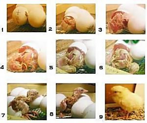 chicken-hatching.jpg